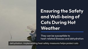 Cat Heat Safety Measures