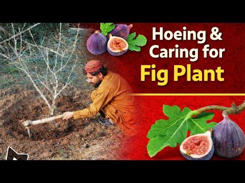Hoeing & Caring for Fig Plant | Complete Fig Tree Care Guide