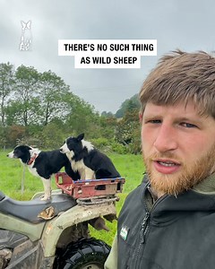 What are wild sheep explained, and how sheep came to be 🐑😁 | Sean The Sheepman