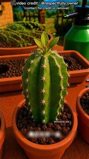 How to Grow Dragon Fruit From Tiny Black Seeds! 🌱🐉🍉