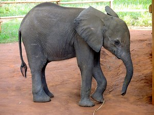 3.7K views · 153 reactions | The day they rescued Muchichili - watch the video of an elephant rescue in Zambia. Thank you to everyone who supports our work and makes rescues like this possible :) | David Shepherd Wildlife Foundation | Facebook