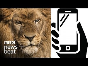 Tinder: Why we act like animals | BBC Newsbeat
