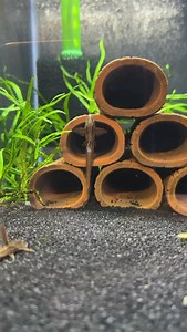 My Red Lizard Whiptail Cats Got Some New Caves! #rineloricaria #whiptail #catfish #fishbreeding #dakuaquatics #fishkeeping #aquarium #aquariumhobby #fish #aquascape #freshwateraquarium #aquariumfish #plantedtank #aquariums #tropicalfish #fishkeeper #aquascaping #aquariumlife #plantedaquarium #nanofish #aquariumsofinstagram #freshwaterfish #freshwatertank #aquascaper #natureaquarium #freshwater #fishofinstagram #nature #nanotank #fishroom | Daku Aquatics