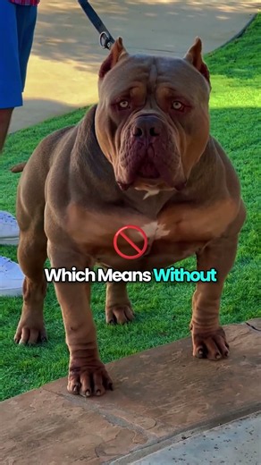 American Bulldog — The Powerhouse Dog 🐕🔥#Shorts #AmericanBulldog #AmericanBulldogFacts