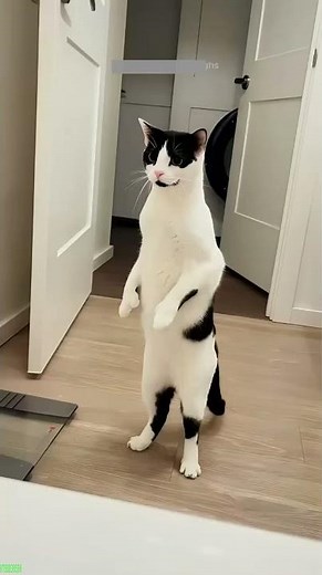 Funny Cats 2025 🥰 kitten meowing 🙀 # #1445