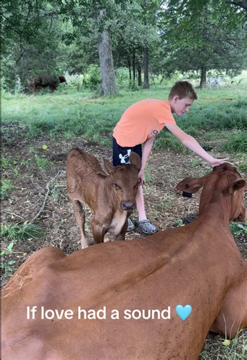 MC Beefmaster Cattle on TikTok