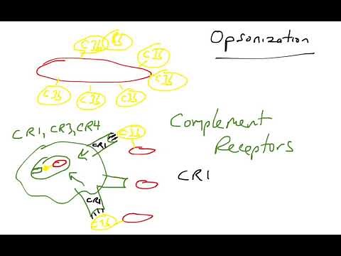 Opsonization via complement proteins