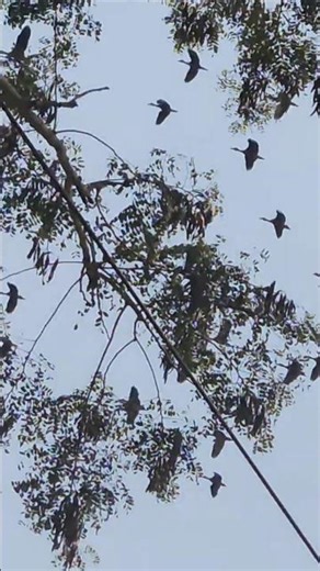 Beautiful birds flying over the trees. 🐦👌#shorts #viral #subscribe #youtube #birds #tree