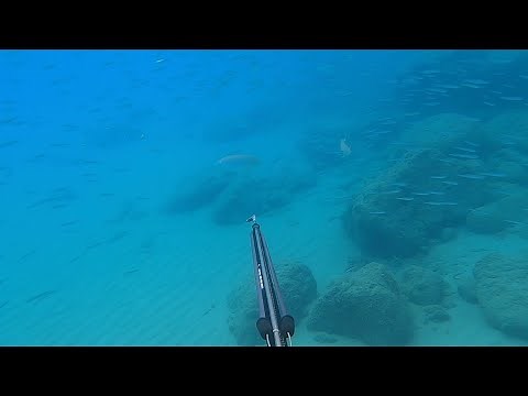 Pesca subacquea in Liguria con fiocina a elastico(pole spear) e fucile Cressi apache 75 estate 2022