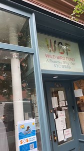 4.3K views · 520 reactions | I took the baby bird to the Wild Bird Fund on 87 and Columbus! They said they have some other same age as this one. So they are going to release all of them together, once they are ready. | New York Mickey | Facebook