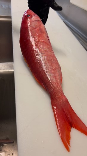 1M views · 9.7K reactions | A commenter called Vermilion Snapper deep water Yellowtail and I think that is such an accurate description. #snapperfishing #jigging #jiggingfishing | Reed_thefishmonger | Facebook