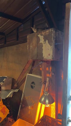 John Sutton Jr (@johnsuttonjrll)’s videos with original sound - John Sutton Jr