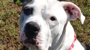 What is a quality of life chart and how can it help with decisions regarding our pets?