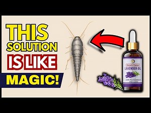 MOST Effective Way to Get Rid of Silverfish FAST (Proven Results)