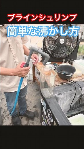 ブラインシュリンプの簡単な沸かし方！メダカのエサに最適！#ブラインシュリンプ#メダカ#メダカのエサ