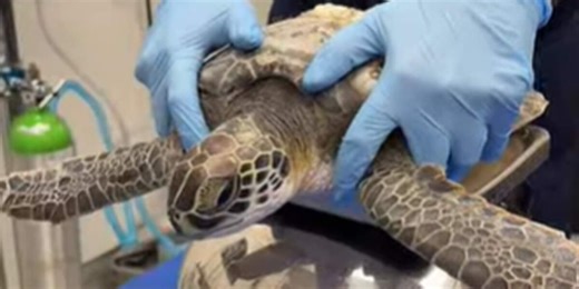 South Carolina Aquarium treats first sea turtle patient