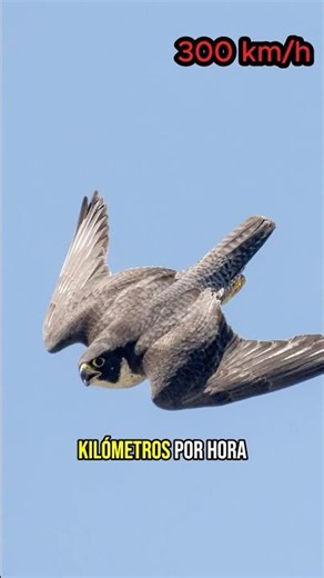 The fastest animal on the planet #foryou #funfacts #viral #shorts #trending #tiktok #animals