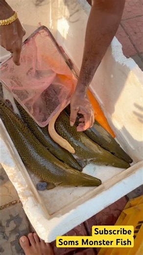 Alligator Gar Fish Feeding King Snakehead Fish India #alligatorgar #snakehead #aquariumfish #shorts