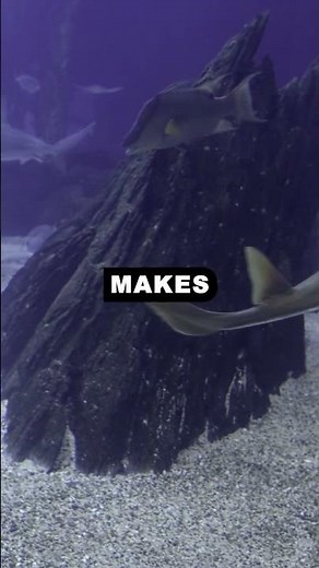 Sharks Have ZERO Bones?! The Truth About Their Skeletons