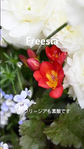 赤いフリージアも素敵です#freesia #flowers #ガーデニング #garden #フリージア