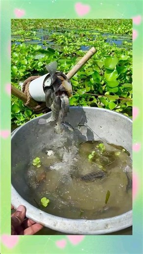 Fishing with a Bow and Arrow 🌊#fishing #shortfeed