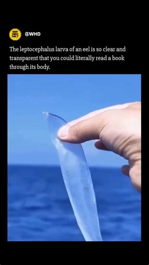 WHY & HOW | FACTS | NEWS on Instagram: "The leptocephalus is the clear, ribbon-like larval form of eels and certain other fish such as tarpons and bonefish. For eels, including the European eel (Anguilla anguilla) and American eel (Anguilla rostrata), this stage begins right after hatching and can last anywhere from several months to over a year. Leptocephali are flat, leaf-shaped, and nearly invisible in the water because of their transparency. They drift vast distances on ocean currents before