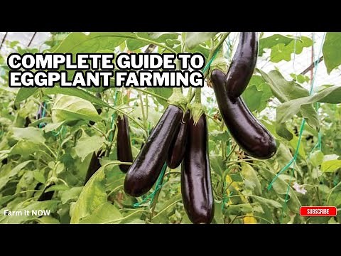 How to Grow Eggplant for Beginners – Step-by-Step Guide - Agriculture