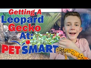 Getting a Leopard Gecko at PetSmart