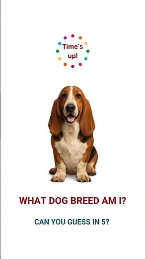 What dog breed am I? | Low to the Ground, Full of Charm! Can You Guess This Breed in 5 Seconds?
