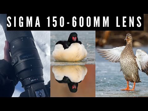 Sigma 150-600mm Contemporary Lens Review | Wildlife & Bird Photography