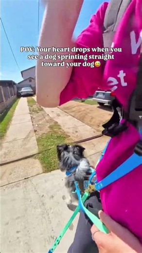 Moments like this are why awareness never takes a day off😅wigglebuttkoda Australian Shepherd #dogs 😅