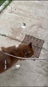 2.7K views · 100 reactions | Se da en adopción PITBULL sociable. Fue rescatado sobre la carretera debajo de un puente, buscamos a personas responsables y principalmente que den amor a estos angelitos desamparados. El fue ingresado a la clínica y ya le dieron de alta con su respectivo tratamiento. El necesita un hogar, dale una oportunidad y date tú una oportunidad de conocer al verdadero amor de un lomito ❤️ ☎️ 993 229 5607 | Refugio Taxi Can | Facebook