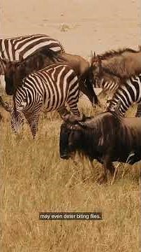 Why Zebras Actually Have Stripes?