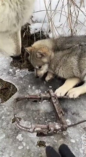 White Wolf Begs for Help… Man Follows Her to Save Her Baby! ❄️🐺