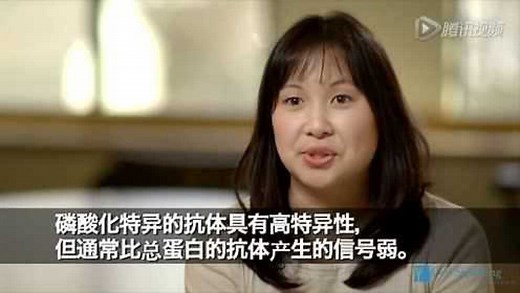 Western blot实验操作步骤视频解析