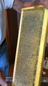 307K views · 2.8K reactions | fall extracting  #beekeepinglikeagirl #treatmentfreebeekeeping #beekeepinglife #beekeepingworkshop #backyardbeekeeping #beekeeping #beekeepingpodcast #beekeepingeducation #beekeepinggirl #beekeepingfamily #beekeepingman #beekeepingby #beekeepingsuits #beekeepingequipment #beekeepingsuit #beekeepinglifestyle #beekeepingtip #commercialbeekeeping #urbanbeekeeping | Beekeeping 84 | Facebook