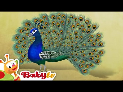 Peacock | Riddle Games With Animals | BabyTV - Videos For Kids
