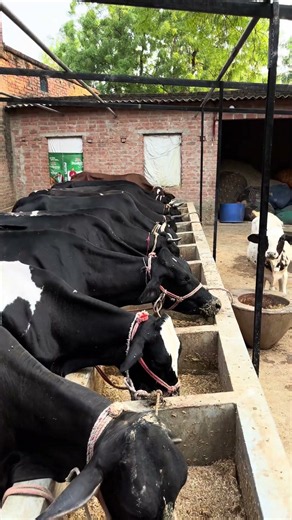Dairy farming is not a business it’s our emotion #cow #farming #trendingreels #dairyfarm