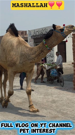 MASHALLAH MY 2026 CAMEL ❣️❣️❣️ #bakraeidspecial #qurbanvlogs #camel #shorts