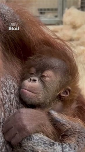 Sleepy orangutan reluctantly wakes up from nap