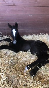 8.6K views · 2.4K reactions | Here are the tiniest steps of this...