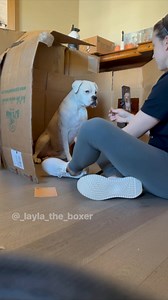 509K views · 36K reactions | A little behind the scenes! You may notice me talking more softly than normal; with our new addition to the family I wait until she is napping to create our skits  #funnydogs #dogskit #skit #dogactor #australianshepherd #heeler #whiteboxer #boxer #boxerdog #dogvideos #cutedogs ##comedyskit #funnydogvideos #dogmom #doglover #dogtrend | Layla the Boxer | Facebook
