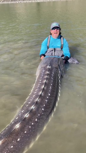 World's Largest Sturgeon: Record Breaking Monster Fish