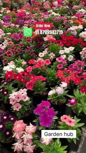 Rare Imported Vinca Flower Seed Online Shopping 🪴 #vinca #flowers #plants #garden