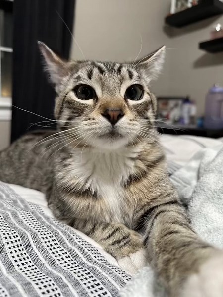 Singing Cat Brings Joy with Hilarious Performance