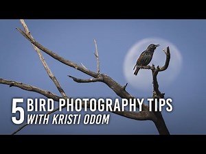How to Photograph Birds: 5 Tips with Kristi Odom