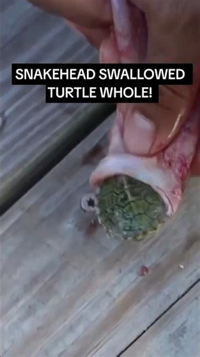 BABY TURTLE Found ALIVE Inside FISH! **UPDATE** #Shorts