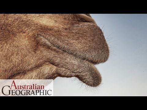Simpson Desert Camel Trek
