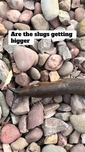 Are the slugs this big in your garden ? #slugs #garden #nature