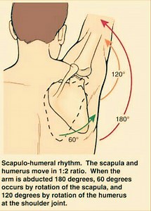 Scapulohumeral Rhythm - PT Master Guide